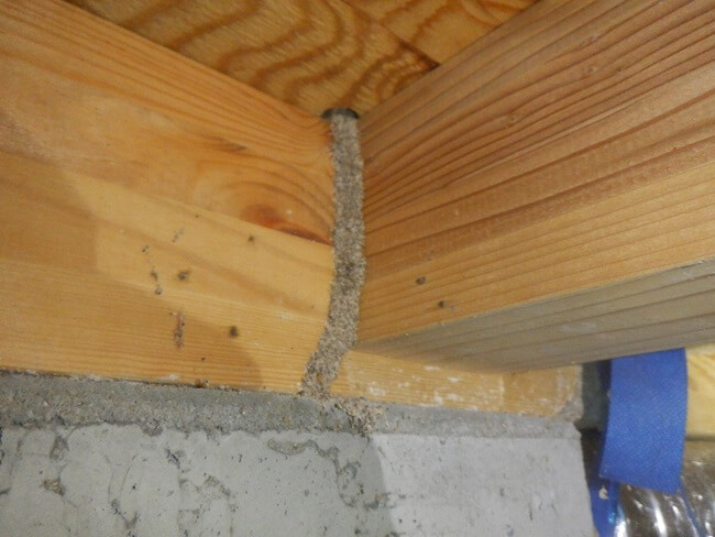 基礎コンクリート面に沿って伸びた蟻道。茶色い土のトンネルが柱の方向に延びている