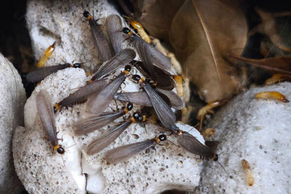 ヤマトシロアリの羽アリ