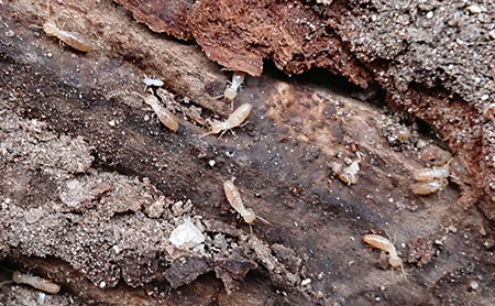 木部や土壌・被害箇所への薬剤処理でシロアリを巣ごと駆除