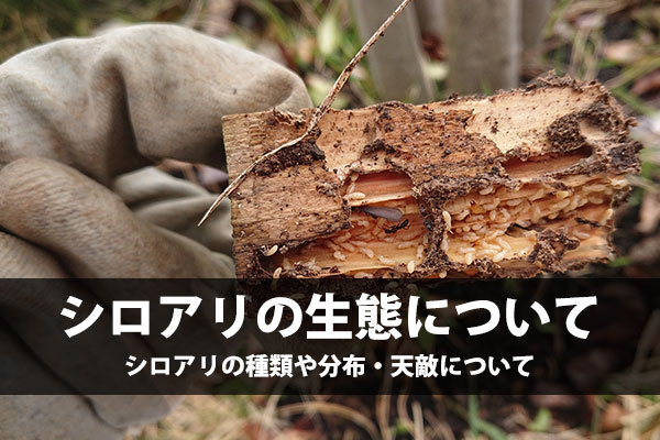 シロアリの生態