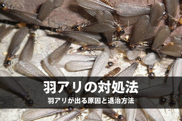 羽アリを見つけたときの対処法