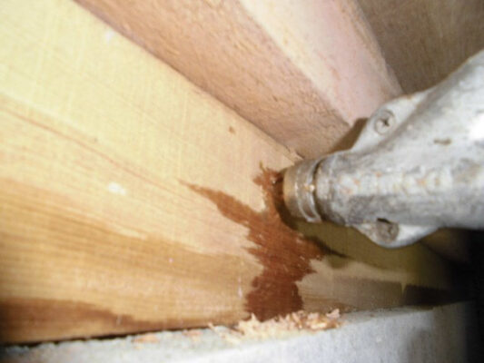 消毒工事後にも家の基礎部分や周囲を入念に点検いただき安心感がありました