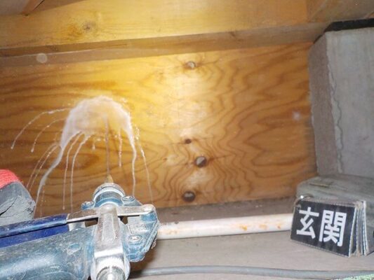 壁まで被害が広がっている様子を写真で見せてもらったので駆除の依頼をしました