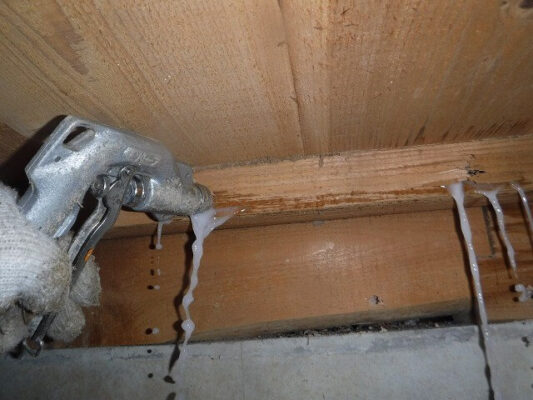 基礎の木材を食い荒らしていることが判明しました