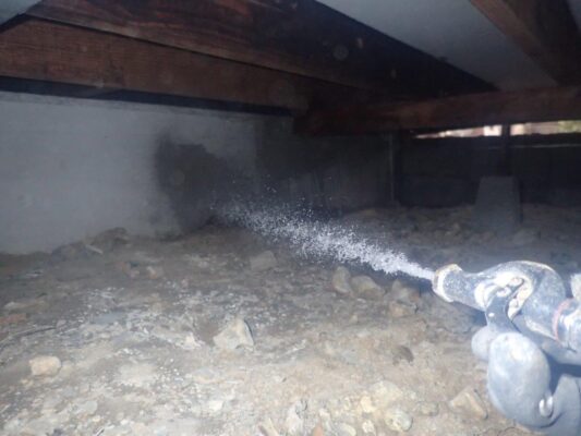 巣を作っていた部分を中心にしっかりと処置を施していただきました