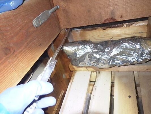 ペットがいる家庭でもシロアリ被害には気をつけないといけませんね