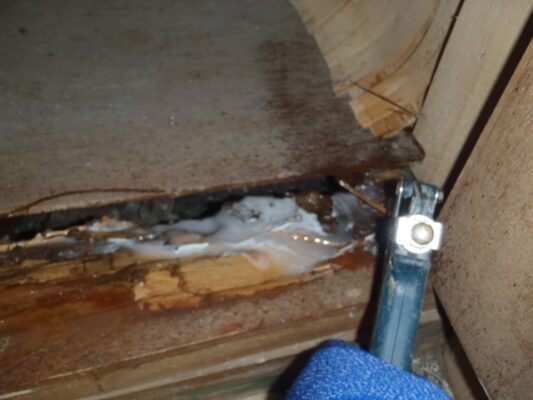 ペットにも影響のない方法で処理してくれたので安心しました