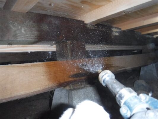 引っ越し直後に羽アリ発見、早めの点検がカギでした