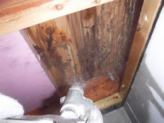 お風呂場の入口の木がふわふわしてて調べたらシロアリでした