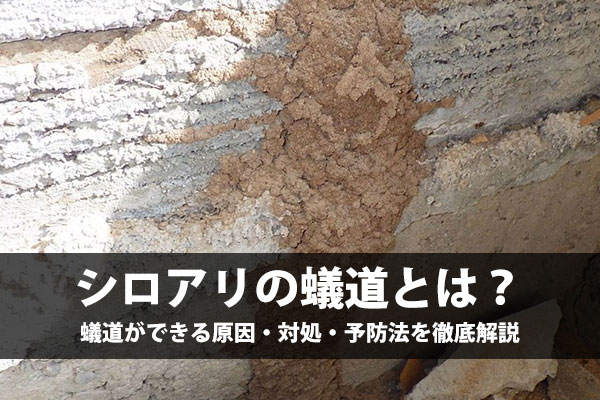 【写真あり】蟻道とは？白アリ被害の前兆を見逃さない！原因・対処・予防法を徹底解説