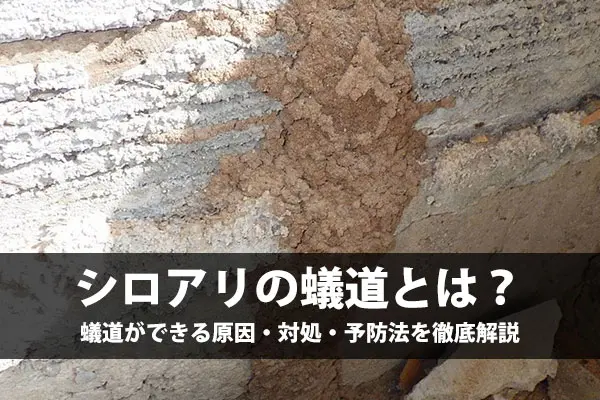 【写真あり】蟻道とは?白アリ被害の前兆を見逃さない!原因・対処・予防法を徹底解説