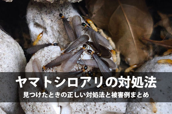 ヤマトシロアリの羽アリを見つけたら?今すぐやるべき3つの対処法