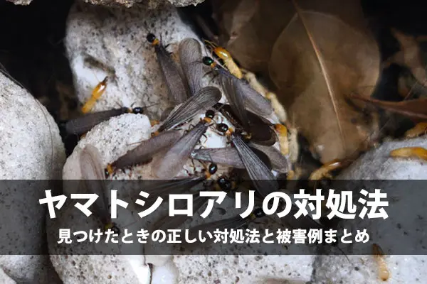 ヤマトシロアリの羽アリを見つけたら?今すぐやるべき3つの対処法
