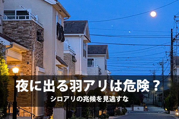 夜に出る羽アリは危険？シロアリの兆候を見逃すな