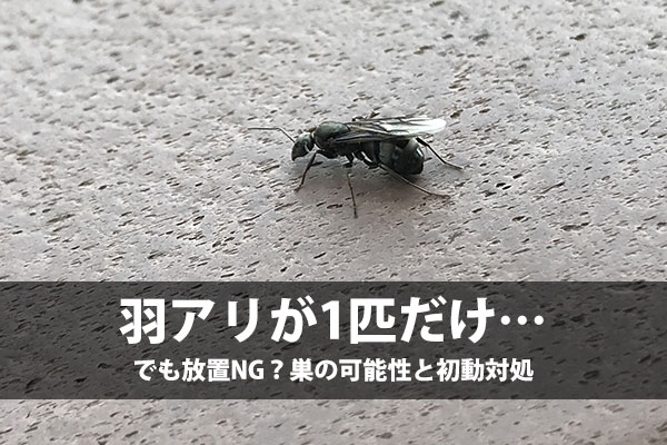 羽アリが1匹だけ…でも放置NG？巣の可能性と初動対処