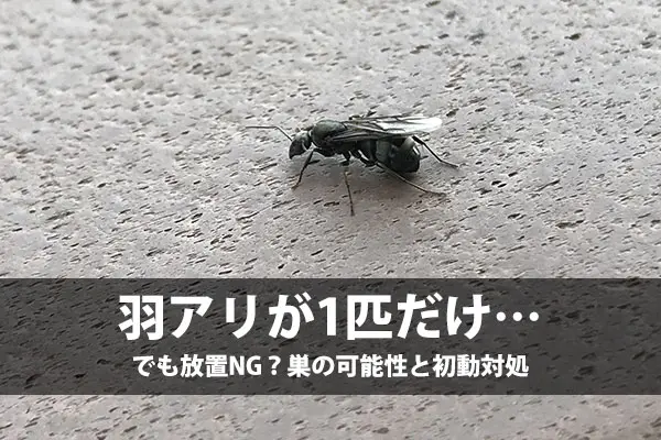 羽アリが1匹だけ…でも放置NG?巣の可能性と初動対処