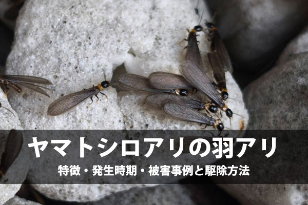 ヤマトシロアリの羽アリ（黒褐色・寸胴体型・同じ長さの4枚羽）が石の上にいる様子