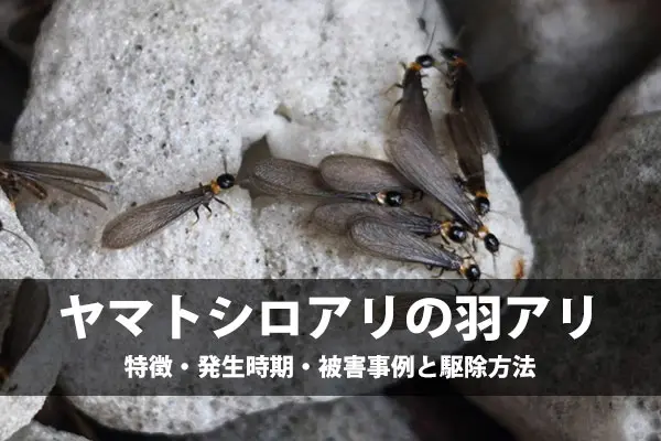 ヤマトシロアリの羽アリ（黒褐色・寸胴体型・同じ長さの4枚羽）が石の上にいる様子