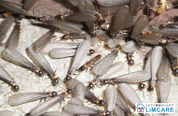 シロアリの羽アリ大量発生